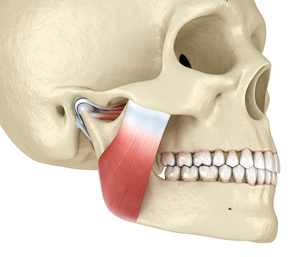 TMJ Treatment, Backus Smiles, Image of a skull with TMJ